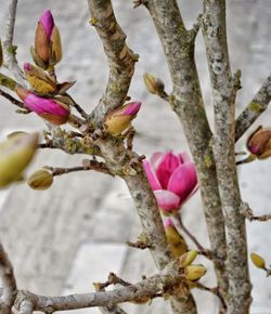 Close-up of pink flower tree