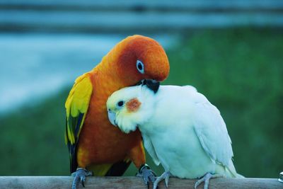 Close-up of parrot perching on wood