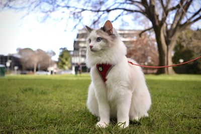 Cat looking away on field