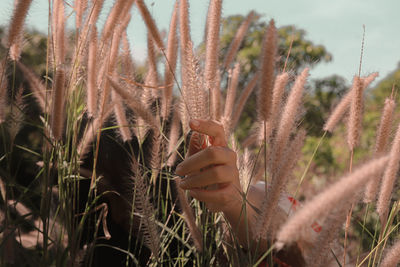 Close-up of hand touching plants on field