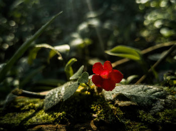 Close-up of red flowering plant