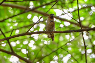 Tailorbird