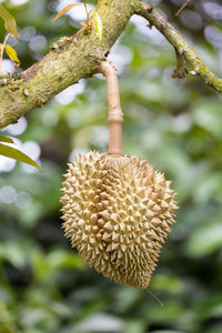 Close-up of fruit growing on tree