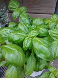 Close-up of vegetables