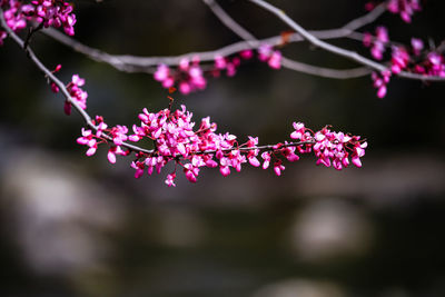Close-up of pink flowers on branch