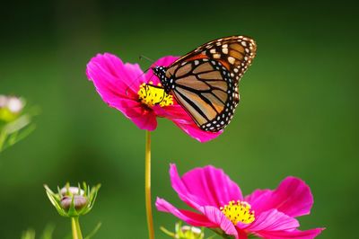 Close-up of monarch butterfly on cosmos flower