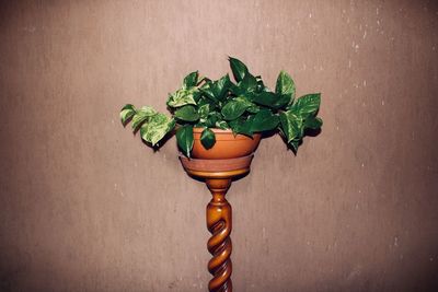 Close-up of potted plant on table against wall