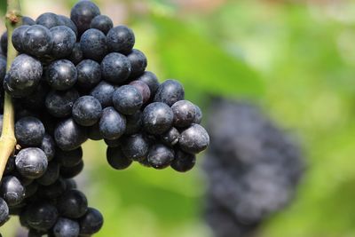 Close-up of grapes growing in vineyard