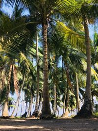 Palm trees against sky