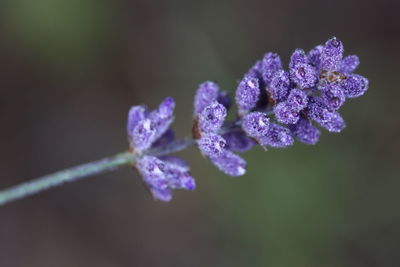 Close-up of purple flowering plant