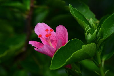 Close-up of pink flower blooming outdoors