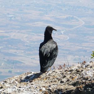 Rear view of american black vulture on mountain