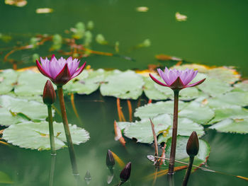 Close-up of lotus water lily in lake