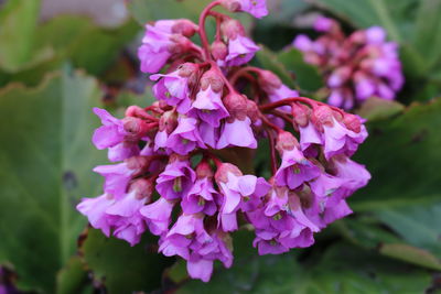 Close-up of pink flowering plant