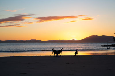 Silhouette people on beach against sky during sunset