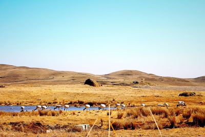 Flock of black-necked cranes on landscape against clear sky