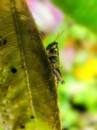 Close-up of insect on leaf