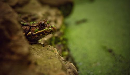 Close-up of frog on rock