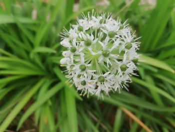 Close-up of white flowering plant