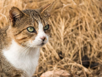 Close-up portrait of cat