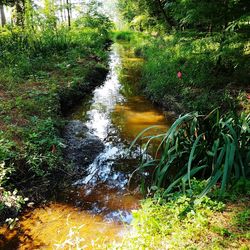 Scenic view of river amidst trees in forest