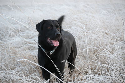 Close-up of dog in winter landscape 