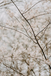 Low angle view of white flowering tree