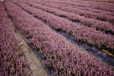 View of fresh purple flowers in field