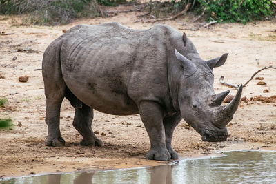 Rhinoceros standing by pond in forest