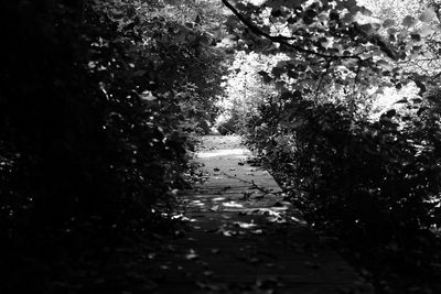 Narrow footpath amidst trees