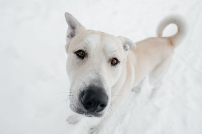 Dog in winter in the snow. high quality photo