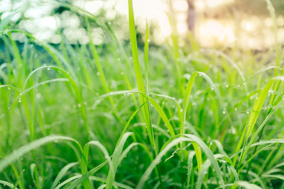 Close-up of grass growing in field