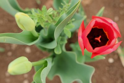 Close-up of red rose flower