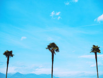 Low angle view of palm trees against blue sky