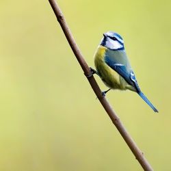 Close-up of bird perching on a branch