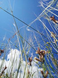 Low angle view of flowering plants against blue sky