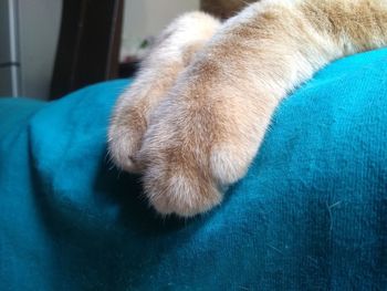 Close-up of cat on bed