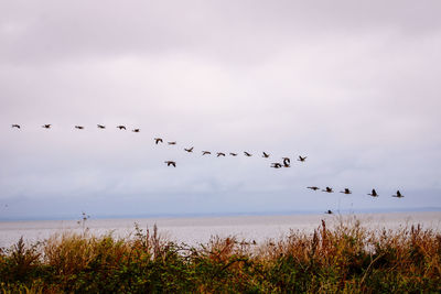 Birds flying over sea against sky