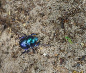 High angle view of insect on rock