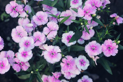 Close-up of pink flowering plants