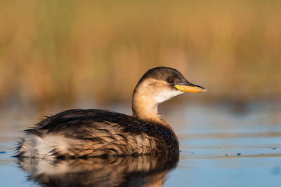 Close-up of a bird