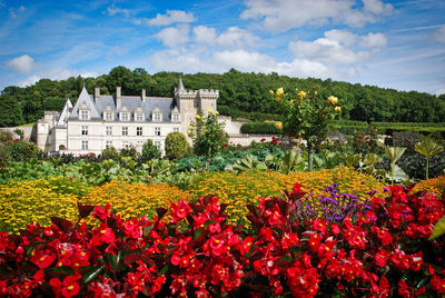 Flowering plants by buildings against sky