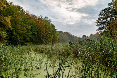 Scenic view of swamp against sky