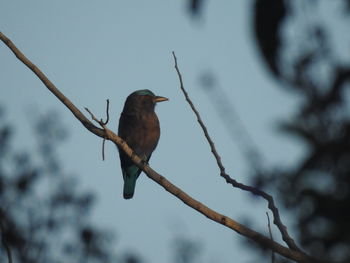 Low angle view of bird perching on branch