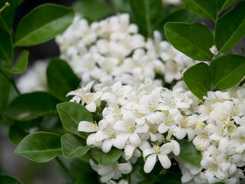 Close-up of white flowering plant