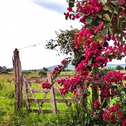 Flowers growing in field