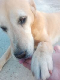 High angle view of dog sticking out tongue