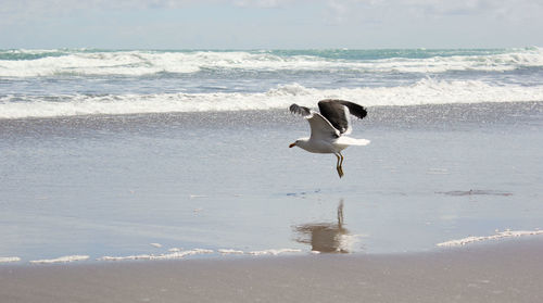 Seagull swooping on sea shore