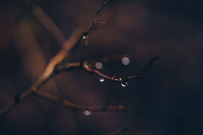 Close-up of water drop on leaf