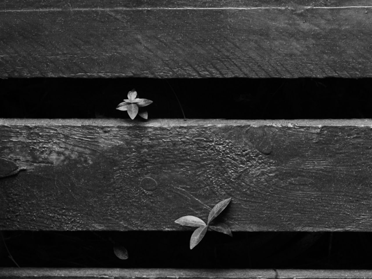 leaf, flower, nature, fragility, day, no people, outdoors, close-up, water, beauty in nature, freshness, flower head